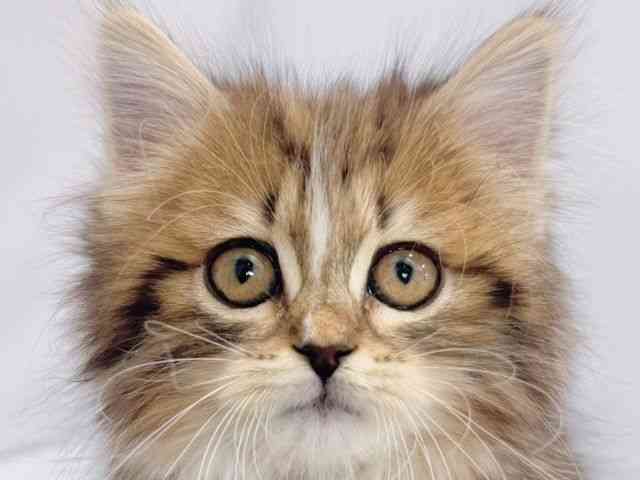 大阪府のサイベリアン (ひごペットフレンドリーイズミヤショッピングセンター千里丘店/2025年11月5日生まれ/女の子/ブラウンタビーホワイト)の子猫