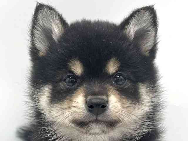 大阪府のポメ柴/豆ポメ/ポメ豆柴(ポメラニアン×柴犬) (ひごペットフレンドリーららぽーとEXPOCITY店/2025年11月16日生まれ/女の子/黒)の子犬の1枚目の画像