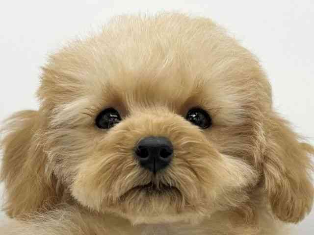 大阪府のトイプードル(トイ) (ひごペットフレンドリーららぽーとEXPOCITY店/2025年11月14日生まれ/女の子/アプリコット)の子犬の1枚目の画像