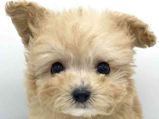 大阪府のハーフ犬・ミックス犬 (ひごペットフレンドリーららぽーとEXPOCITY店/2025年11月15日生まれ/女の子/アプリコット)の子犬