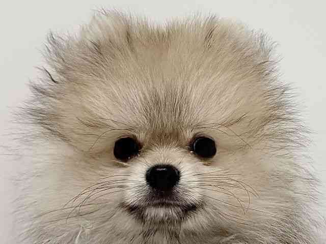 奈良県のポメラニアン (ひごペットフレンドリーイオンモール橿原ウエスト・ビレッジ店/2025年11月10日生まれ/男の子/ウルフセーブル)の子犬の1枚目の画像