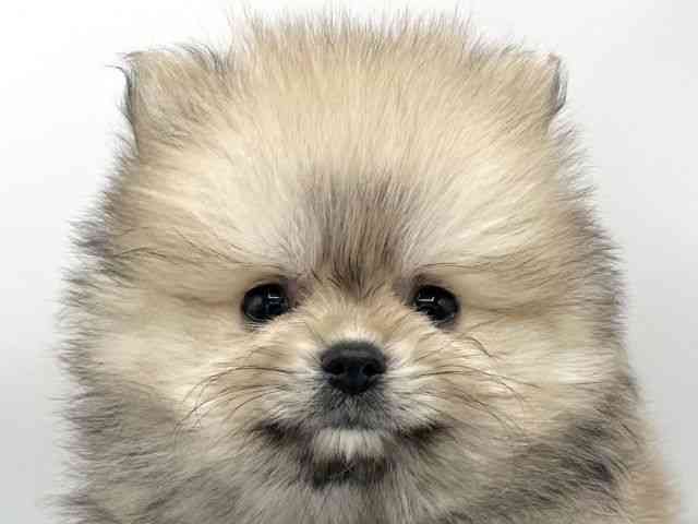 大阪府のポメラニアン (ひごペットフレンドリーららぽーとEXPOCITY店/2025年11月10日生まれ/男の子/ウルフセーブル)の子犬の1枚目の画像