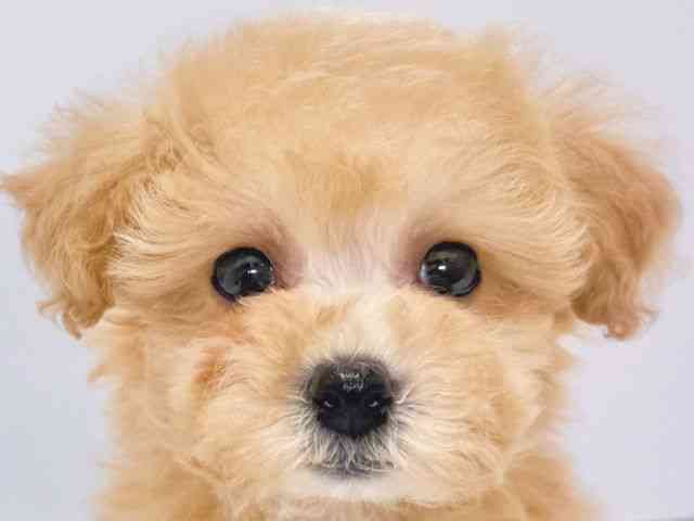 大阪府のハーフ犬・ミックス犬 (ひごペットフレンドリーイズミヤショッピングセンター千里丘店/2025年11月17日生まれ/女の子/クリーム)の子犬