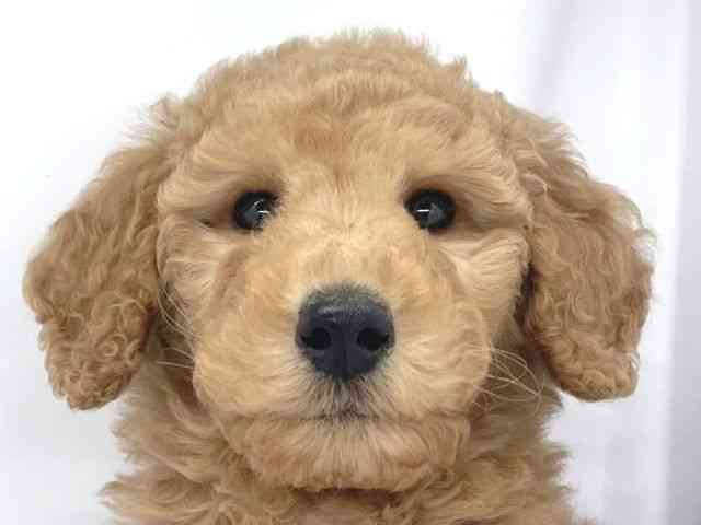 兵庫県のスタンダードプードル (ひごペットフレンドリーイオンタウン加古川店/2025年11月17日生まれ/男の子/アプリコット)の子犬の1枚目の画像