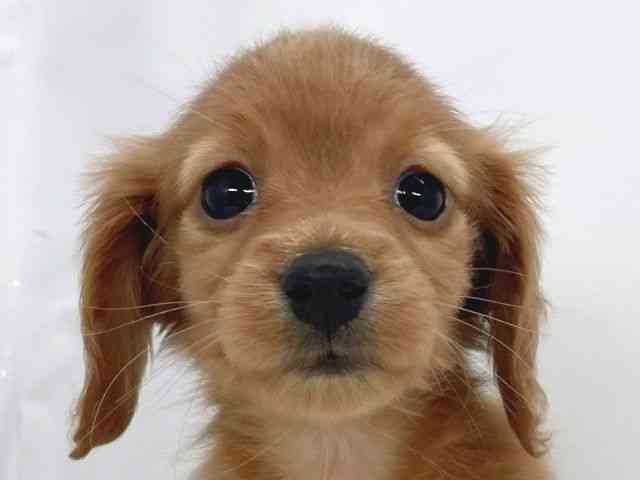 兵庫県のミニチュアダックスフンド(ロング) (ひごペットフレンドリーイオンタウン加古川店/2025年11月16日生まれ/女の子/ゴールド)の子犬の1枚目の画像