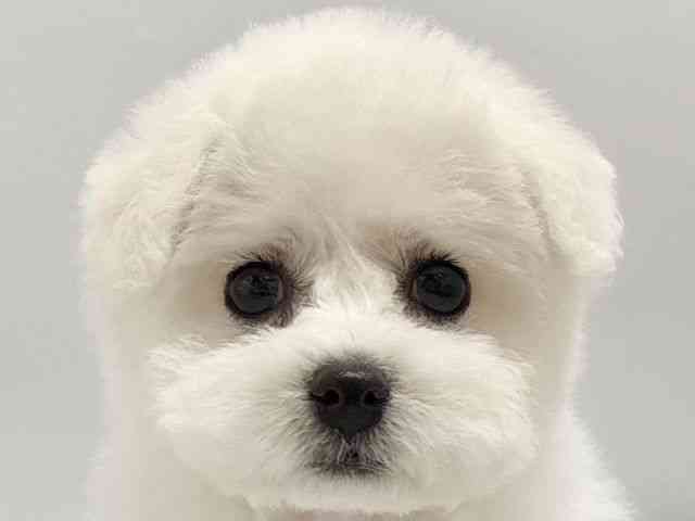 京都府のビションフリーゼ (ひごペットフレンドリー京都店/2025年11月15日生まれ/女の子/ホワイト)の子犬の1枚目の画像