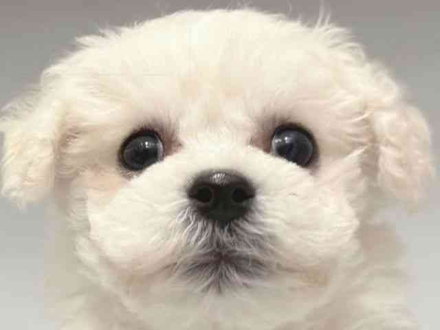 大阪府のビションフリーゼ (ひごペットフレンドリー岸和田店/2025年11月15日生まれ/男の子/ホワイト)の子犬の1枚目の画像