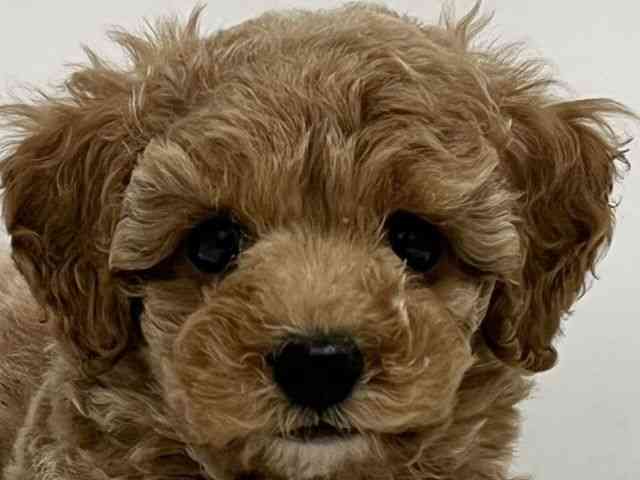 和歌山県のトイプードル(トイ) (ひごペットフレンドリーパームシティ和歌山店/2025年11月15日生まれ/男の子/アプリコット)の子犬の1枚目の画像