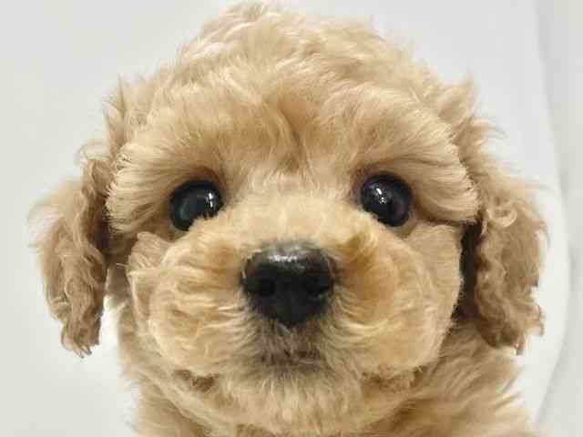 高知県のトイプードル(トイ) (ひごペットフレンドリーイオンモール高知店/2025年11月15日生まれ/男の子/アプリコット)の子犬の1枚目の画像