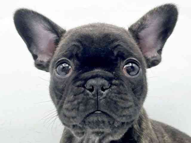 奈良県のフレンチブルドッグ (ひごペットフレンドリートナリエ大和高田店/2025年11月16日生まれ/男の子/ブリンドル)の子犬の1枚目の画像