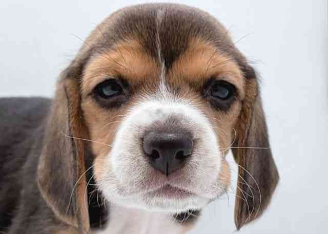 島根県のビーグル (ひごペットフレンドリーイオン松江ショッピングセンター店/2025年11月16日生まれ/女の子/ブラックタンホワイト)の子犬の1枚目の画像