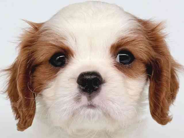大阪府のキャバリアキングチャールズスパニエル (ひごペットフレンドリー瓜破店/2025年11月17日生まれ/男の子/ブレンハイム)の子犬の1枚目の画像