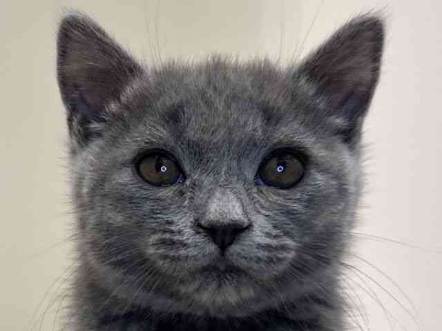 兵庫県のブリティッシュショートヘアー (ひごペットフレンドリーイトーヨーカドー明石店/2025年11月13日生まれ/男の子/ブルー)の子猫