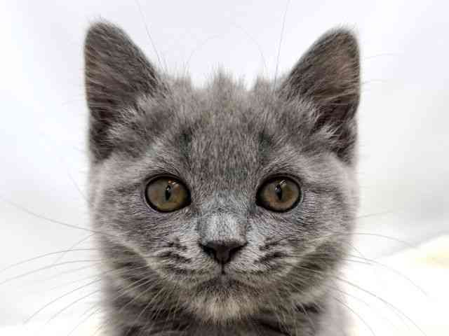 広島県のブリティッシュショートヘアー (ひごペットフレンドリーゆめタウン廿日市店/2025年11月13日生まれ/女の子/ブルー)の子猫の1枚目の画像