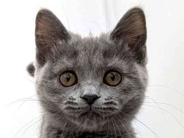 広島県のブリティッシュショートヘアー (ひごペットフレンドリーゆめタウン廿日市店/2025年11月13日生まれ/女の子/ブルー)の子猫の1枚目の画像