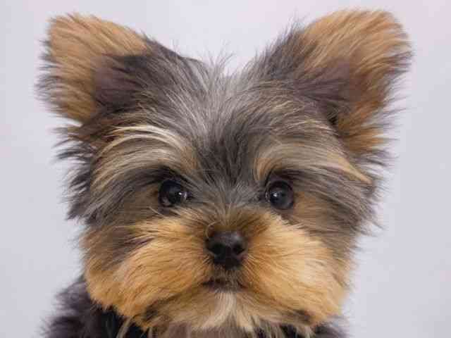 大阪府のヨークシャーテリア (ひごペットフレンドリーイズミヤショッピングセンター千里丘店/2025年11月12日生まれ/男の子/スチールブルータン)の子犬の1枚目の画像