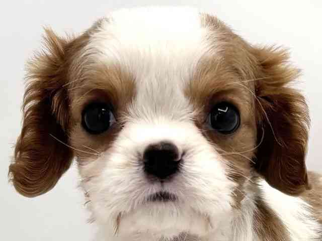 兵庫県のキャバリアキングチャールズスパニエル (ひごペットフレンドリークラウンパーク伊丹店/2025年11月14日生まれ/女の子/ブレンハイム)の子犬の1枚目の画像