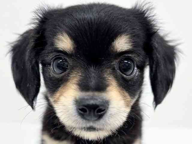 福岡県のチワックス(チワワ×ダックス) (ひごペットフレンドリーリバーウォーク北九州店/2025年11月15日生まれ/男の子/ブラックタン)の子犬の1枚目の画像