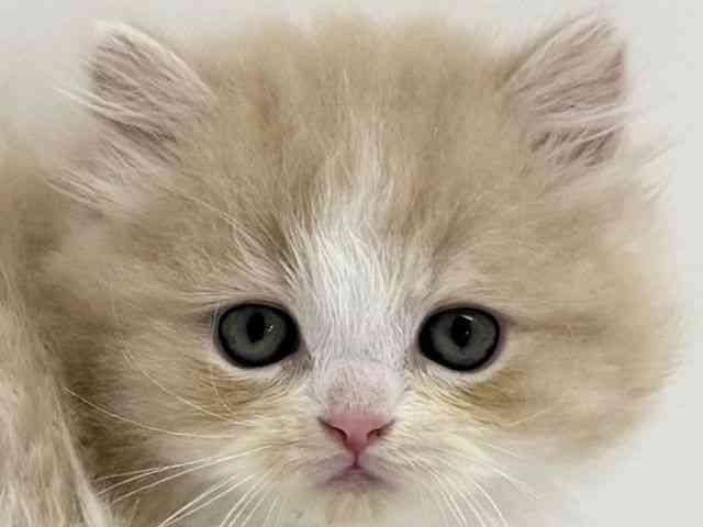 大阪府のスコティッシュフォールド (ひごペットフレンドリーくずはモール店/2025年11月15日生まれ/男の子/クリームタビーホワイト)の子猫の1枚目の画像