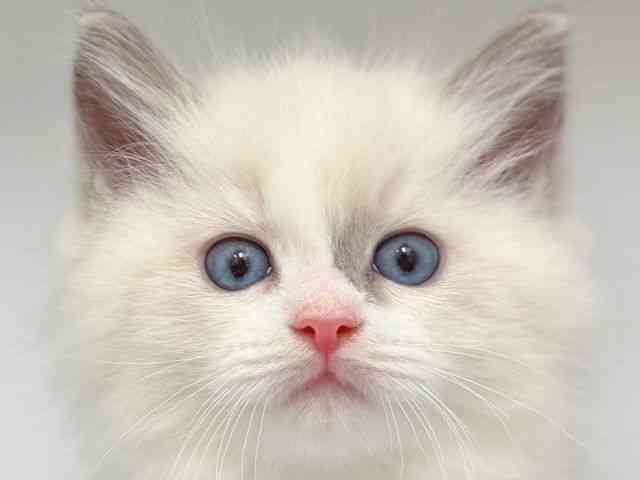 大阪府のラグドール (ひごペットフレンドリー岸和田店/2025年11月18日生まれ/男の子/ブルーポイントバイカラー)の子猫の1枚目の画像