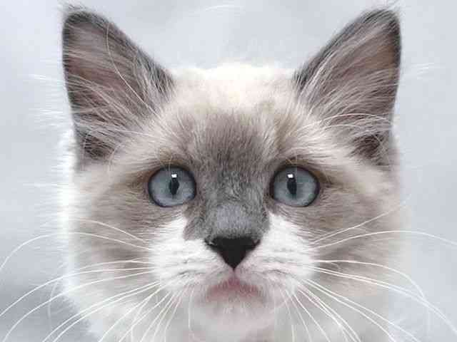 大阪府のラグドール (ひごペットフレンドリー堺プラットプラット店/2025年11月18日生まれ/女の子/ブルーポイント)の子猫の1枚目の画像