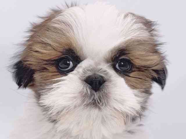 大阪府のシーズー (ひごペットフレンドリーイズミヤショッピングセンター千里丘店/2025年11月18日生まれ/男の子/ホワイトゴールド)の子犬