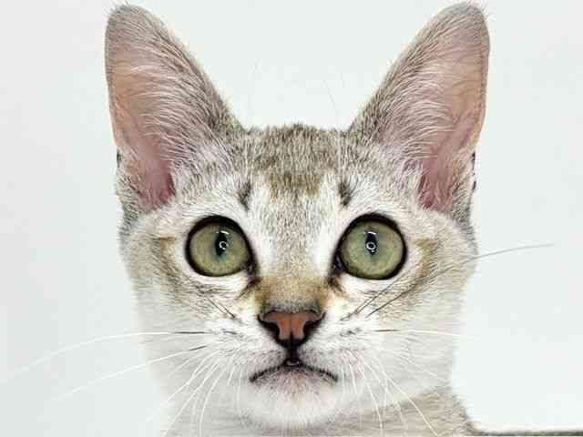 大阪府のシンガプーラ (ひごペットフレンドリーいこらもーる泉佐野店/2025年10月25日生まれ/男の子/セピアアグーティ)の子猫の1枚目の画像