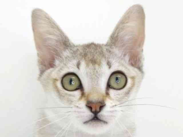 大阪府のシンガプーラ (ひごペットフレンドリーいこらもーる泉佐野店/2025年10月25日生まれ/男の子/セピアアグーティ)の子猫の1枚目の画像