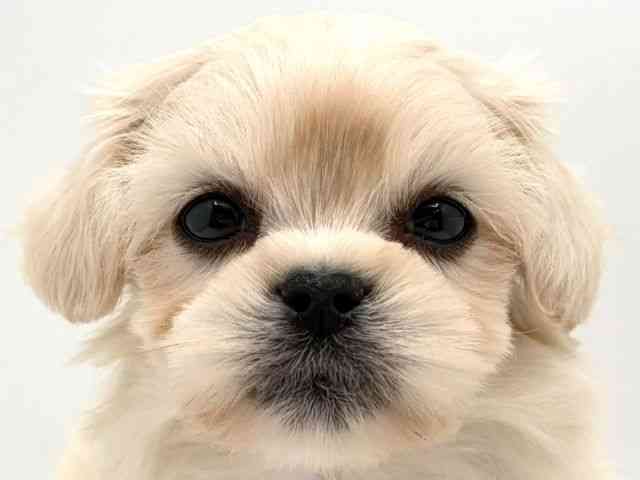 奈良県のペキマル/マルペキ(ペキニーズ×マルチーズ) (ひごペットフレンドリー田原本店/2025年11月16日生まれ/男の子/クリーム)の子犬の1枚目の画像