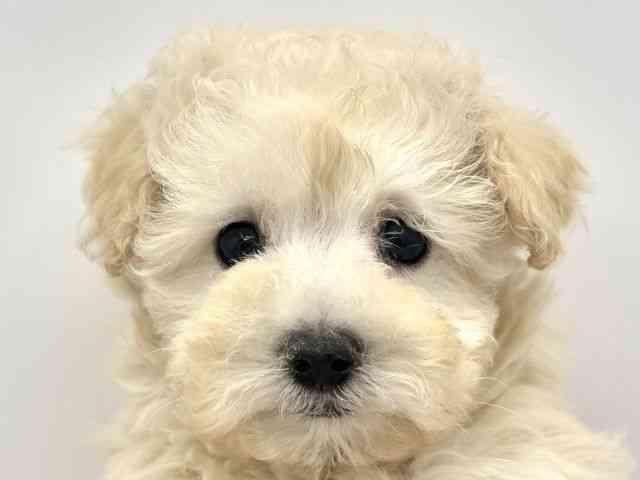 兵庫県のトイプードル(トイ) (ひごペットフレンドリークラウンパーク伊丹店/2025年11月16日生まれ/女の子/ペールフォーン)の子犬の1枚目の画像