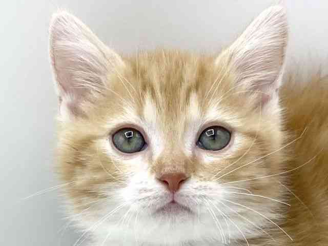 大阪府のマンチカン (ひごペットフレンドリーららぽーとEXPOCITY店/2025年11月12日生まれ/男の子/レッドタビーホワイト)の子猫