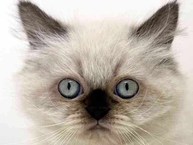 大阪府のヒマラヤン (ひごペットフレンドリーくずはモール店/2025年11月15日生まれ/女の子/シールポイント)の子猫