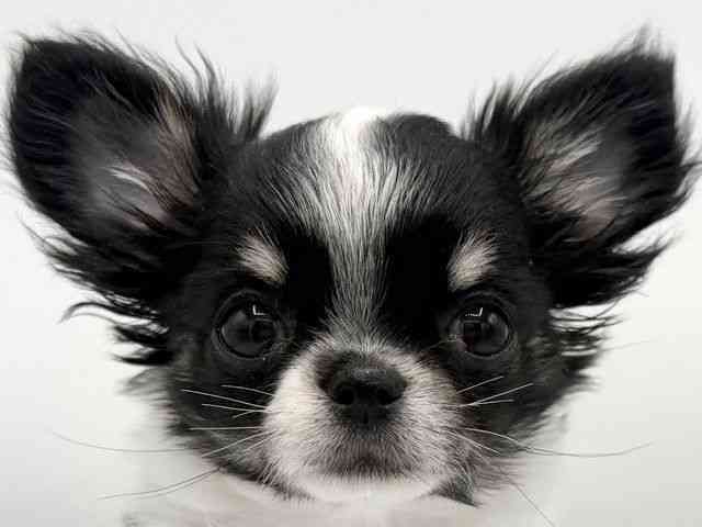 大阪府のチワワ(ロング) (ひごペットフレンドリーららぽーとEXPOCITY店/2025年11月16日生まれ/女の子/ホワイトブラックタン)の子犬の1枚目の画像