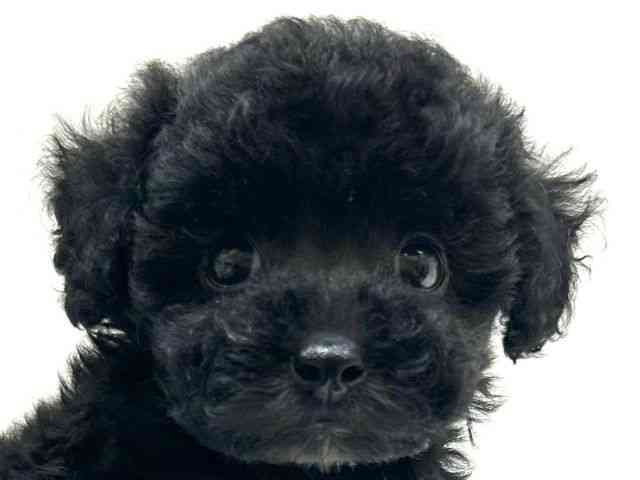 兵庫県のトイプードル(トイ) (ひごペットフレンドリーブルメールHAT神戸店/2025年11月18日生まれ/男の子/ブラック)の子犬