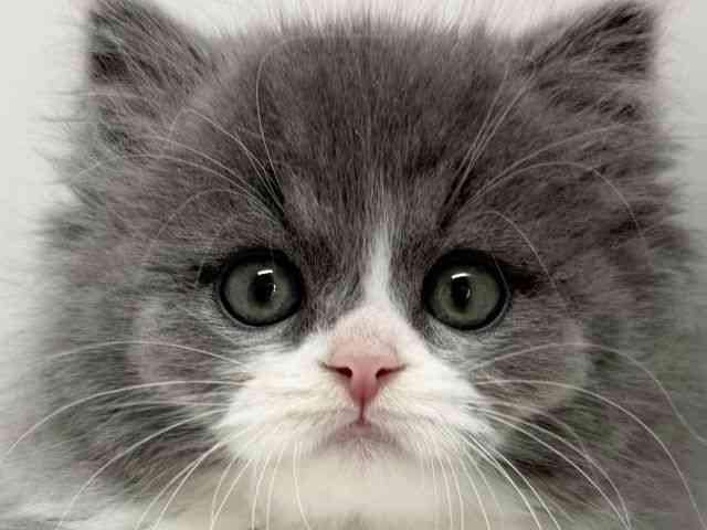 大阪府のスコティッシュフォールド (ひごペットフレンドリーくずはモール店/2025年11月16日生まれ/男の子/ブルーホワイト)の子猫