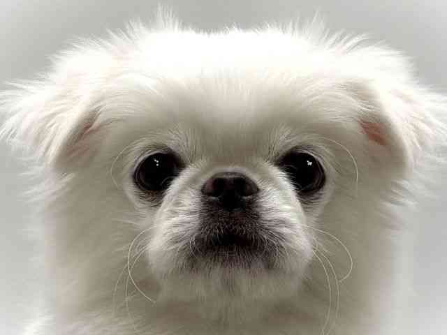 大阪府のチワペキ/ペキチー/ペキチワ(チワワ×ペキニーズ) (ひごペットフレンドリーベルファⅡ都島店/2025年11月18日生まれ/男の子/ホワイト＆ライトベージュ)の子犬の1枚目の画像