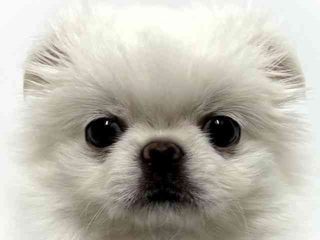 大阪府のチワペキ/ペキチー/ペキチワ(チワワ×ペキニーズ) (ひごペットフレンドリーベルファⅡ都島店/2025年11月18日生まれ/男の子/ホワイト＆ライトベージュ)の子犬の1枚目の画像