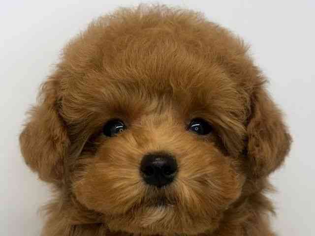 大阪府のトイプードル(トイ) (ひごペットフレンドリーセブンパーク天美店/2025年11月16日生まれ/男の子/レッドフォーン)の子犬の1枚目の画像