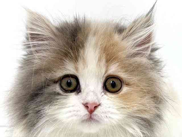 大阪府のミヌエット (ひごペットフレンドリーベルファⅡ都島店/2025年11月14日生まれ/女の子/ダイリュートキャリコ)の子猫