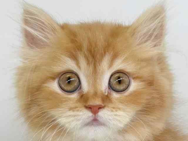 大阪府のマンチカン (ひごペットフレンドリー瓜破店/2025年11月15日生まれ/男の子/レッドタビー)の子猫