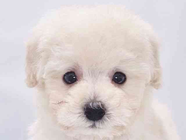 大阪府のトイプードル(トイ) (ひごペットフレンドリーイズミヤショッピングセンター千里丘店/2025年11月13日生まれ/男の子/ホワイト)の子犬