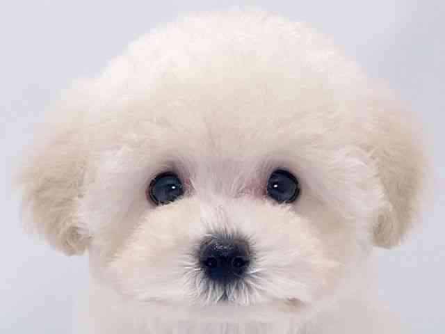大阪府のトイプードル(トイ) (ひごペットフレンドリーイズミヤショッピングセンター千里丘店/2025年11月13日生まれ/男の子/ホワイト)の子犬の1枚目の画像