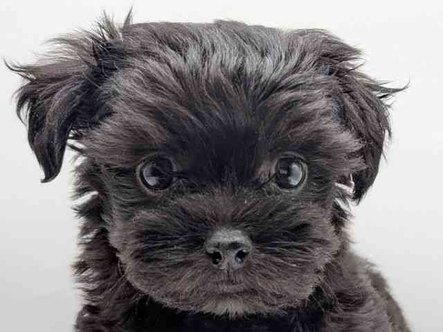 香川県のチワプー/プーチー(チワワ×プードル) (ひごペットフレンドリーゆめタウン高松店/2025年11月18日生まれ/女の子/ブラック)の子犬の1枚目の画像