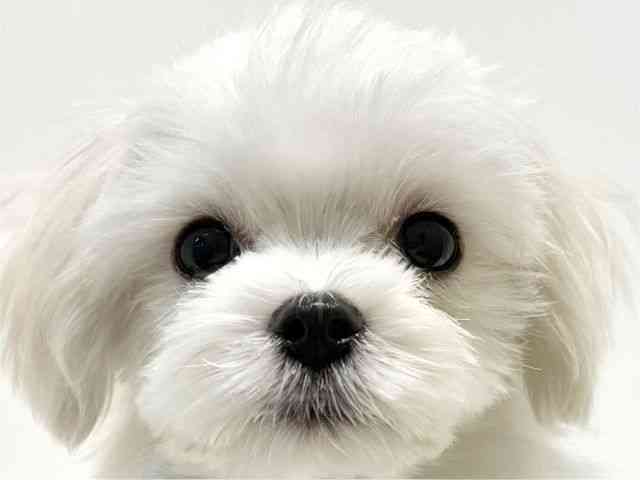 大阪府のマルチーズ (ひごペットフレンドリーイオン高槻店/2025年11月18日生まれ/男の子/ホワイト)の子犬の1枚目の画像