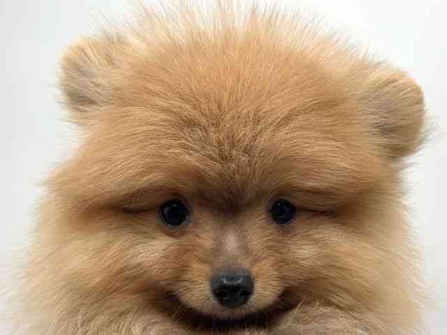 香川県のポメラニアン (ひごペットフレンドリーゆめタウン高松店/2025年11月19日生まれ/男の子/オレンジ)の子犬の1枚目の画像