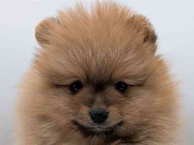 香川県のポメラニアン (ひごペットフレンドリーゆめタウン高松店/2025年11月19日生まれ/男の子/オレンジ)の子犬の1枚目の画像
