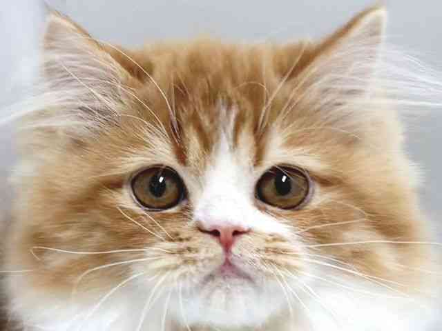 京都府のミヌエット (ひごペットフレンドリー京都店/2025年11月3日生まれ/男の子/レッドタビーホワイト)の子猫の1枚目の画像