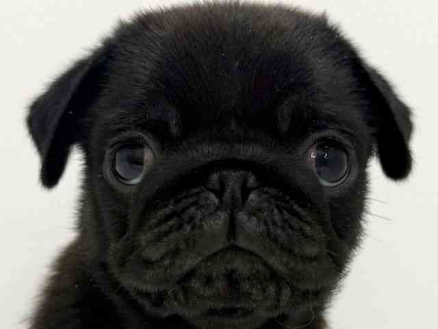 大阪府のパグ (ひごペットフレンドリーくずはモール店/2025年11月20日生まれ/男の子/ブラック)の子犬の1枚目の画像