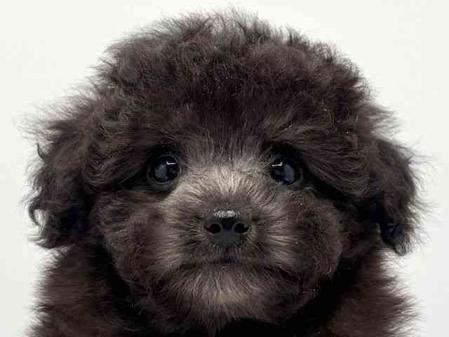 大阪府のトイプードル(トイ) (ひごペットフレンドリーみのおキューズモール店/2025年11月16日生まれ/男の子/グレー)の子犬の1枚目の画像