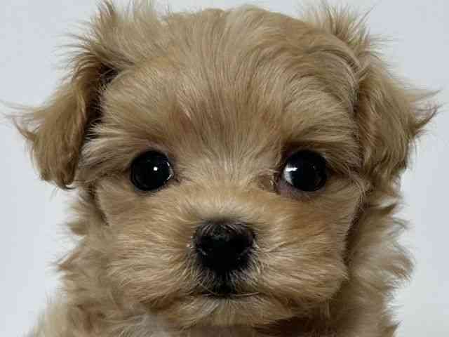 大阪府のハーフ犬・ミックス犬 (ひごペットフレンドリーアクロスプラザ住之江店/2025年11月19日生まれ/女の子/アプリコット)の子犬の1枚目の画像